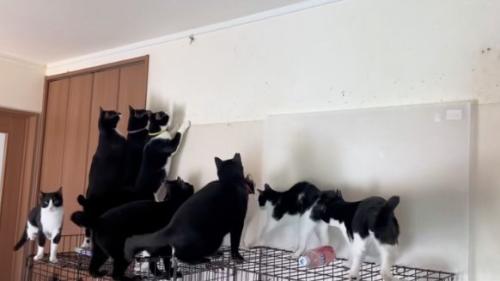 触りたい猫