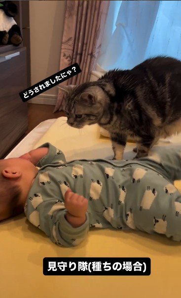 床で寝ている赤ちゃんを見ている猫