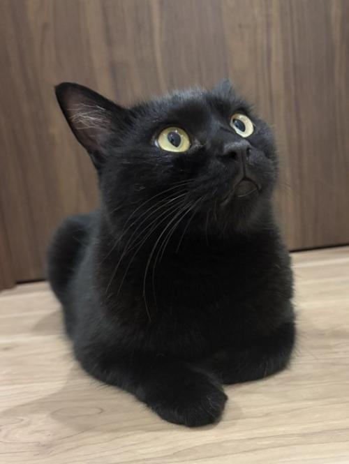 香箱座りする黒猫