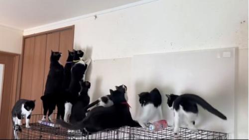 並ぶ猫