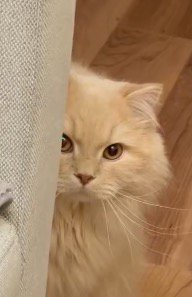 ソファの陰から顔を出して飼い主を見つめる猫