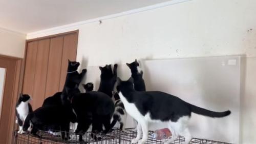 よじ登る猫