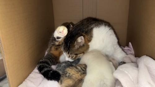 子猫のにおいを嗅ぐ成猫