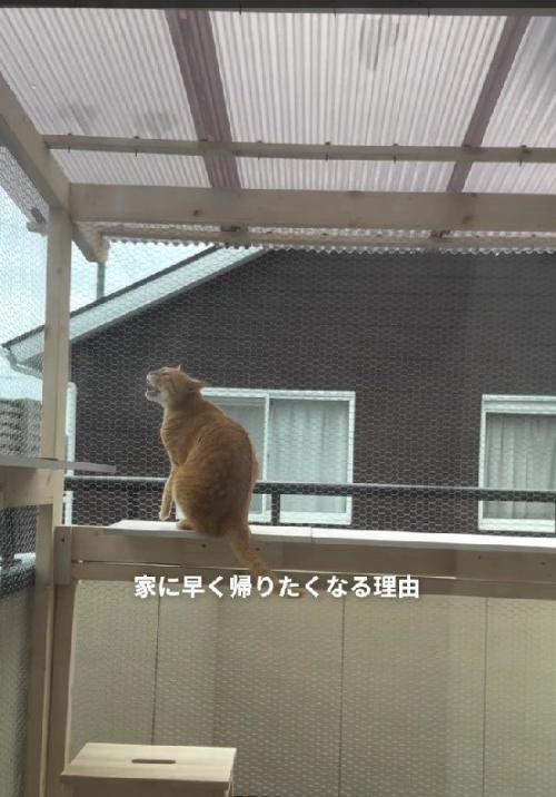 テラスの猫