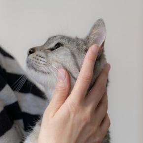 猫があなたを『探している』ときのサイン4選　不安な気持ちなの？上手な接し方まで解説