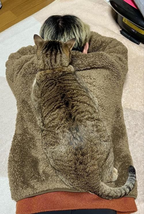 人の背中に乗る猫
