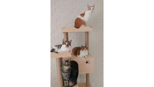 キャットタワーにいる猫たち