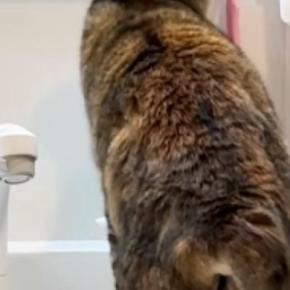 『洗面所』を覗いたら、衝撃の瞬間を目撃……猫がしていた『まさかの行動』が84万再生「偉いと思ったらw」「匂いがついているからかな」