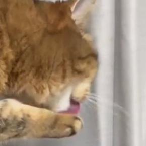 『毛づくろい中の猫』に舐めてもらおうと、そっと指を出したら…100点満点の『表情』に爆笑の声「ちょっと怒ってるw」「めっちゃ笑った」
