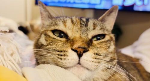 布団の上でくつろぐ猫
