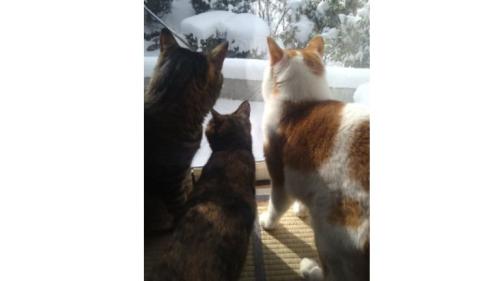 窓際にいる猫