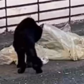 『ゴミ袋の汁を舐めていた』ガリガリの野良猫を保護したら…『現在の様子』に涙が出ると93万再生「泣けた」「たくさん幸せになってほしい」