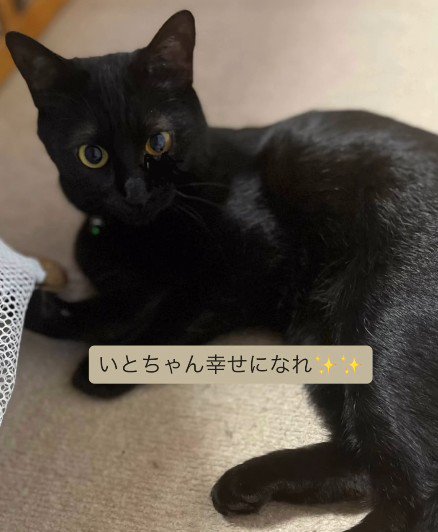 寝そべる猫