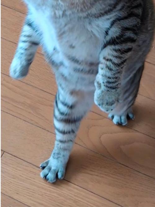 二足歩行しているような猫の足元
