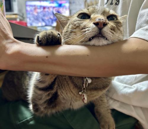 人の上に顔を乗せる猫