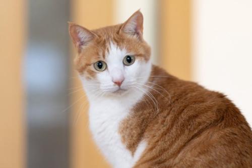 こちらを見つめる猫