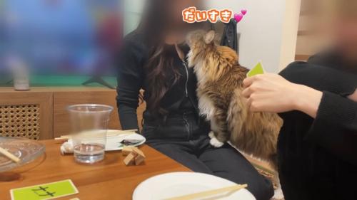 人の顔に顔を近づける猫