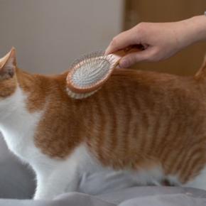 猫のカラダに発生する『白い粉』の原因3つ 気になる正体とは?正しい対処法まで解説