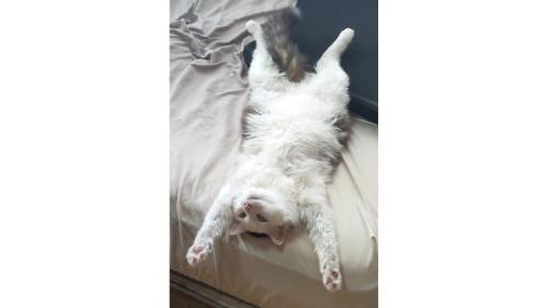 ベッドにいる猫