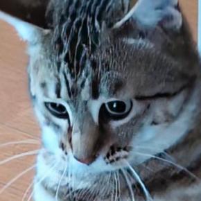 『猫が立った』と思ったら→次の瞬間……まさかの『奇跡的な光景』に15万いいね「すごい進化してるw」「やっぱり人が入ってるんだ」と話題