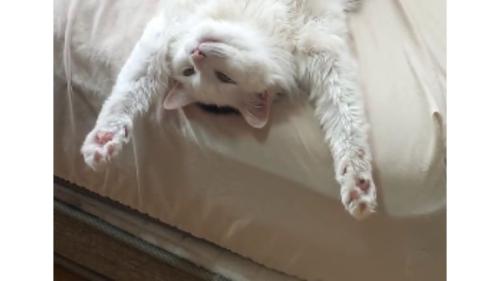 ベッドにいる猫