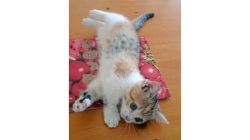 寝転がる子猫