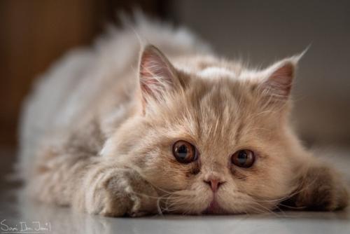 いたずら顔のペルシャ猫