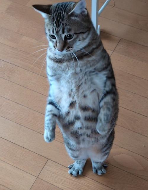 立っている猫