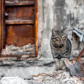 塹壕で兵士に喜びを与え、ともに戦った猫たち。とっさの機転で兵士の命を救ったことも 第一次世界大戦