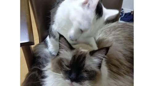 毛づくろいしている猫