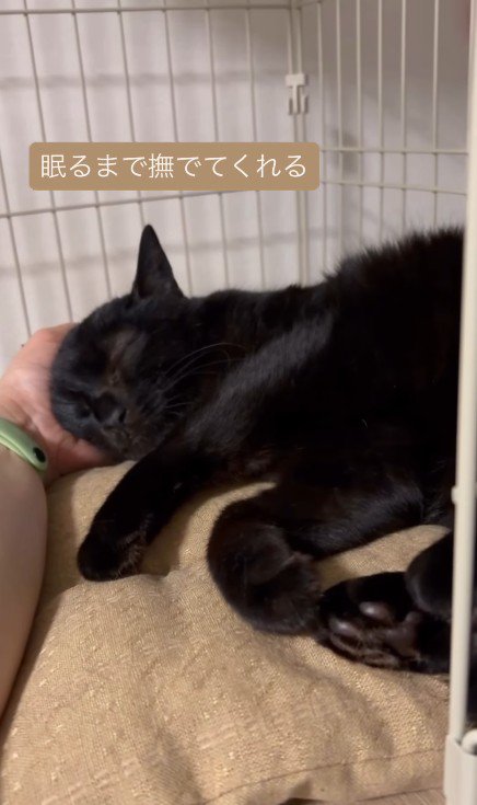 なでられる猫