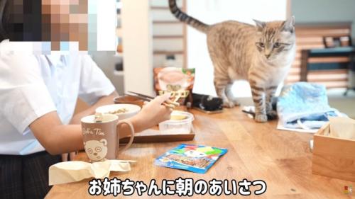 テロップ「お姉ちゃんに朝の～」