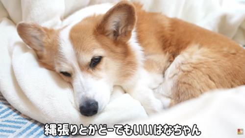 テロップ「縄張りとか～」