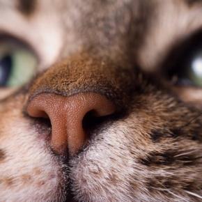 猫が『フガフガ』と鼻を鳴らしているときの原因3選 見逃せないサインから受診の目安まで