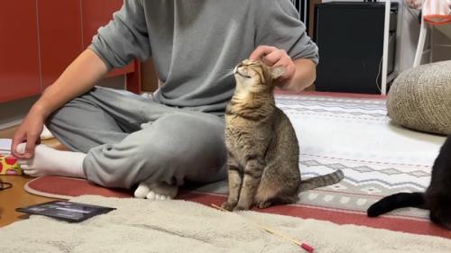 頭なでなで