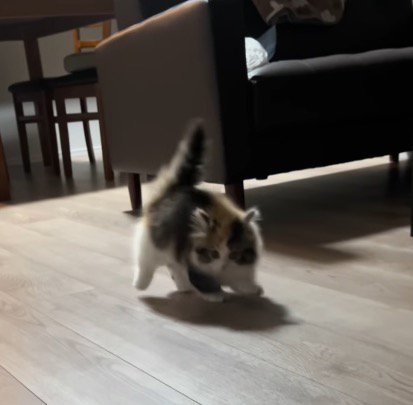 背中を丸めて飼い主の方へ飛び跳ねる子猫