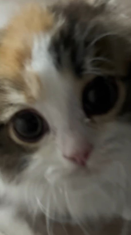 飼い主の顔を見つめる子猫