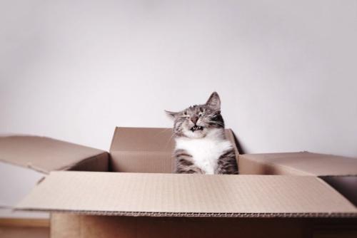 箱の中で目を細める猫