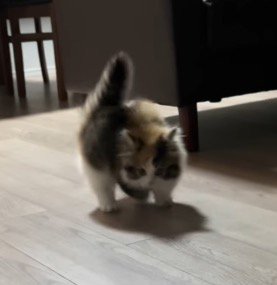 飼い主を見て背中を丸める子猫