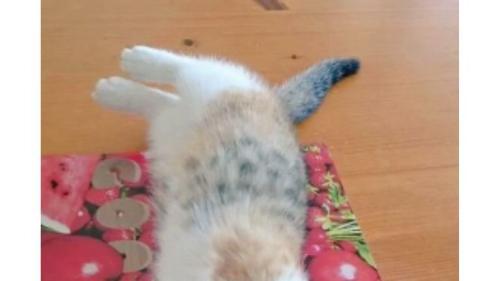 寝転がる子猫