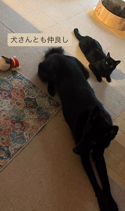 寝そべる犬と猫