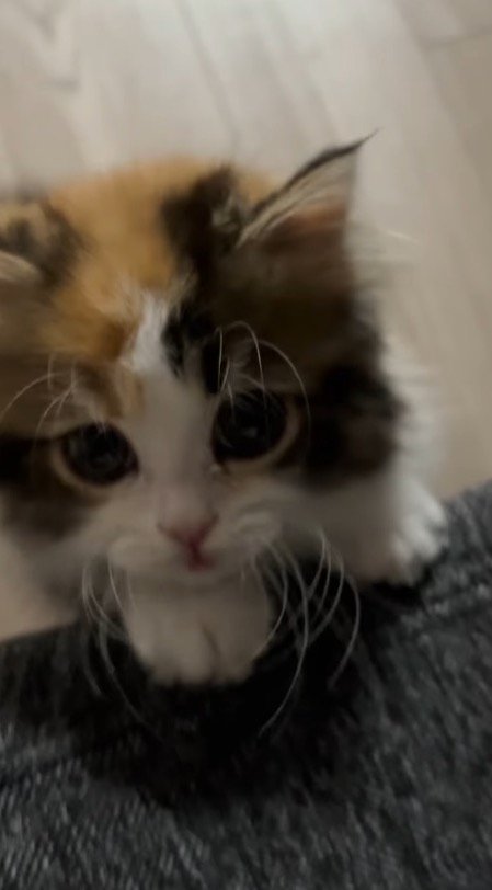 近くにあるものに前足をかけて、飼い主を見上げる子猫