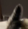 立ち上がった子猫のしっぽ