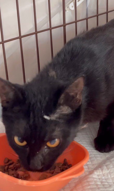ごはんを食べる猫