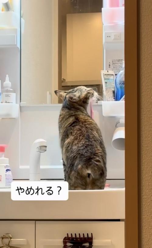 洗面台に上がって歯ブラシに顔を擦り付ける猫