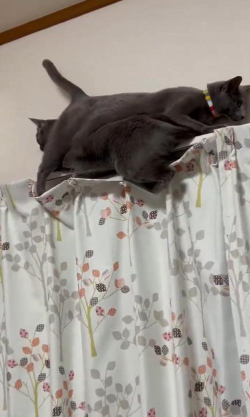 落ちそうになる猫