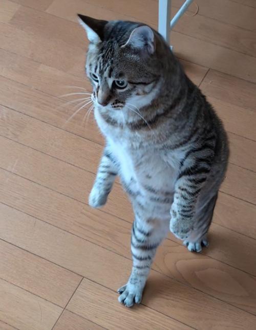 二足歩行しているような猫