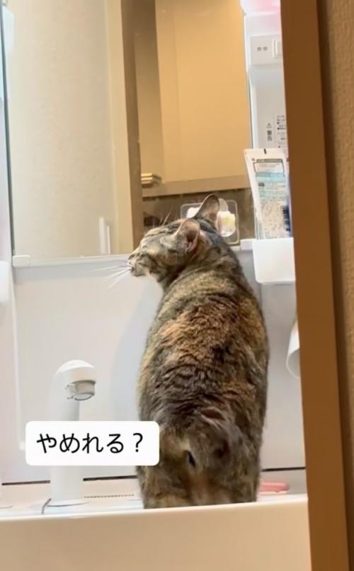 洗面台に上がって歯ブラシに顔を擦り付ける猫