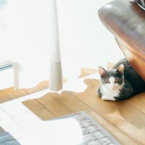 猫が家族にみせる『遠慮や気遣い』のような行動5選 考えられる心理や接し方のポイントまで