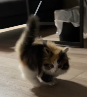 飼い主を見つめながら飛び跳ねる子猫